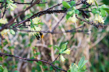 Bumblebee drinks nectar from honeysuckle flowers