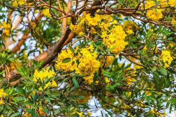 Golden trumpet tree at Park in on blue sky background.