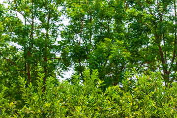 Green leaves, leaves Lemon tree on bokeh blurred natural background.