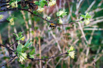 Bumblebee drinks nectar from honeysuckle flowers