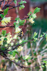 Bumblebee drinks nectar from honeysuckle flowers
