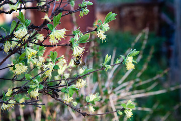 Bumblebee drinks nectar from honeysuckle flowers