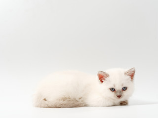 little funny kittens on a white background