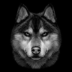 Black and white graphic portrait of Siberian Husky on a black background.