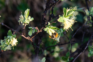 Bumblebee drinks nectar from honeysuckle flowers