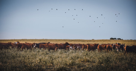 Cows raised with natural grass, Argentine meat production