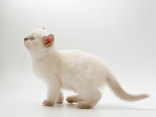 little funny kittens on a white background