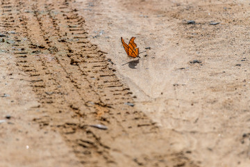 Butterfly