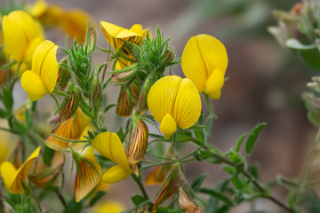 Yellow Rest Harrow Flowers in Bloom in Springtime