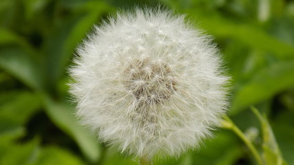 dandelion on green background
