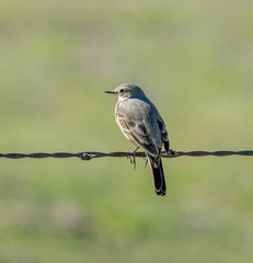 American Pipit perched on a fence