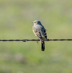American Pipit perched on a fence