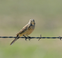 American Pipit perched on a fence