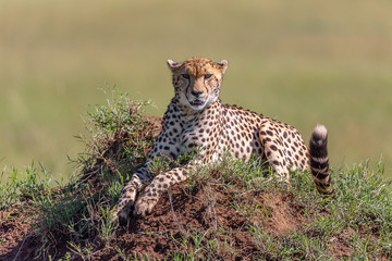 cheetah sitting on termite mound
