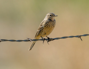 American Pipit perched on a fence