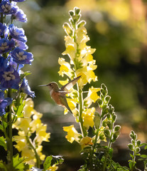 Rufous Hummingbird 5269