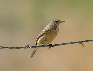American Pipit perched on a fence