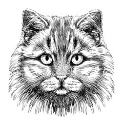 Hand-drawn, sketchy portrait of a cat looking ahead on a white background.