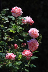 半円状に咲いた一株の薔薇