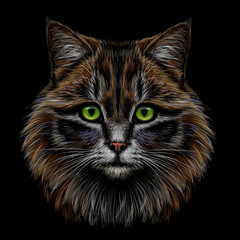 Realistic, colorful, hand-drawn, portrait of a cat looking forward on a black background.