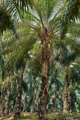 Fototapeta na wymiar Scenic view of palm trees in a tropical forest