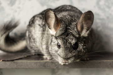 Chinchilla. Cute animal on a gray background