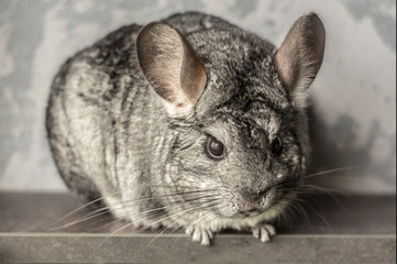 Chinchilla. Cute animal on a gray background