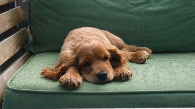 Cocker spaniel puppy sleeping on the sofa