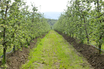 Fototapeta na wymiar fresh plowed apple orchard in spring