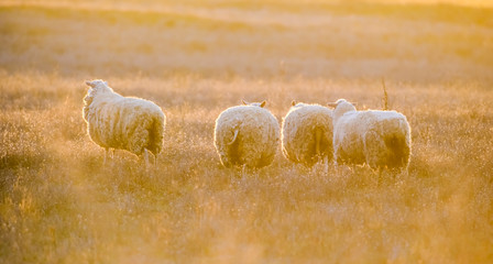 Landscape with sheep at sunset in the field