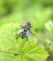 macro shot of fly on a leaf