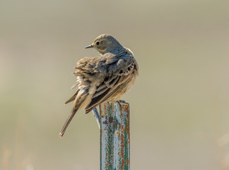 American Pipit perched on a fence