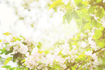 Beautiful floral spring abstract nature background with branches of blossoming apple tree with soft focus and sun's rays through the leaves. Spring-summer greetings cards with copy space.