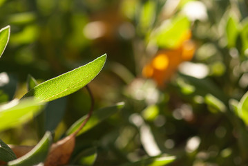 Glowing Sage Leaf