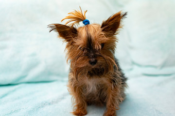 yorkshire terrier on white background