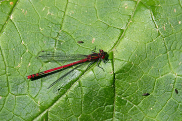 Libelle auf einen Blatt