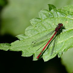 Libelle auf einen Blatt