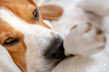 Beagle dog falling asleep and take some rest.