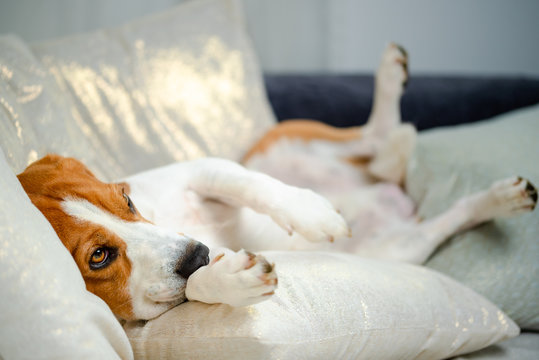 Beagle Dog Falling Asleep And Take Some Rest On His Back