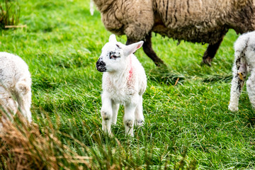 Cute little lambs grazing in a field in Ireland
