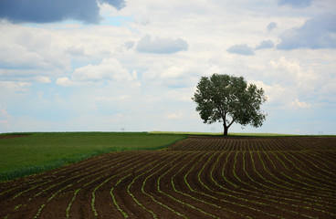 green field and blue sky