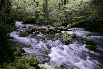 Obraz premium 《奥入瀬渓流》青森県十和田市