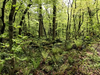 《奥入瀬渓流》青森県十和田市