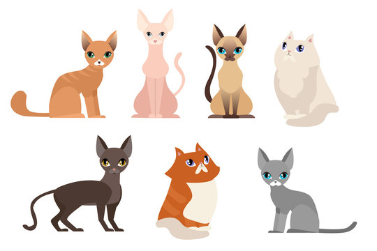 Vector illustration set of different cat breeds, cute pet animal collection, different cats on white background in cartoon flat style.