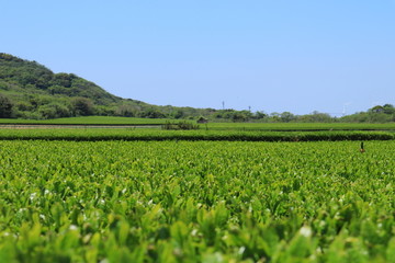 Fototapeta na wymiar Tea plantation under blue sky in May