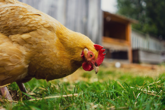 Backyard Chickens