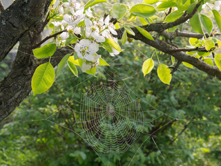 Spiderweb with dew drops and white flowers of pear on a background of joung greens. Spring bloom. Sunny morning.