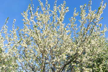 Fluffy, snow-white plum branches with young green leaves on the background of a blue cloudless sky. White plum blossoms. Stormy spring bloom. Sunny morning.