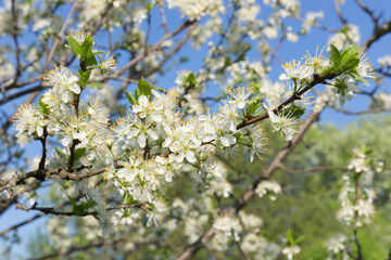 Plum branch, close-up, with white flowers and young green leaves on the background of the spring garden and blue sky. Stormy spring bloom. Sunny morning.
