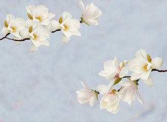 Magnolia on paper background with space for text.